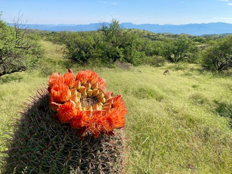 This Underrated Arizona State Park Hides Quiet Forest And Desert Trails Away From The Crowds