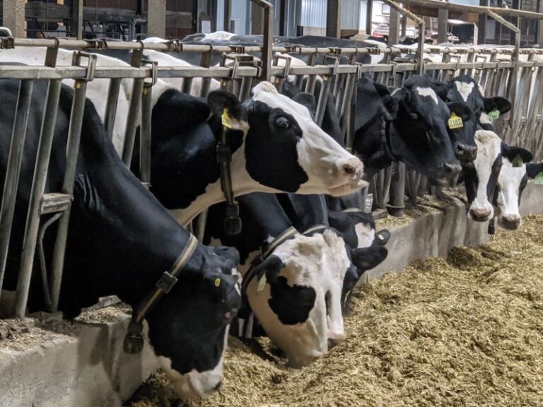 This Indiana Dairy Farm Bottles Milk Hours Old and Scoops Ice Cream From Its Own Cows
