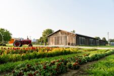 How Did These 6 Ohio Orchards Become Weekend Traditions For Cider Doughnut Lovers?