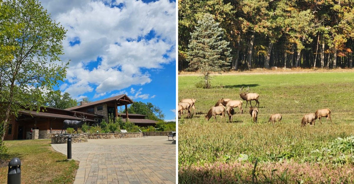 Wander The Elk Herds And Overlooks At This Wild Pennsylvania Country In Benezette