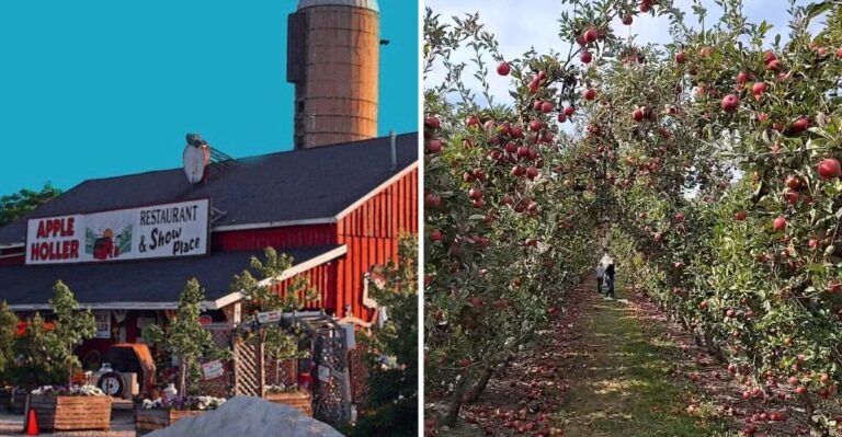 Grab A Bag And Fill It With Just-Picked Apples At These 7 Wisconsin Orchards