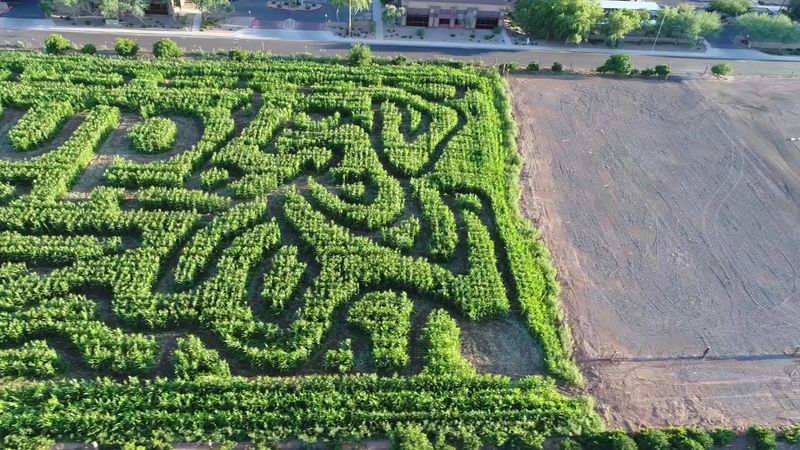 Pumpkin Patches Are Opening Across Arizona, And These 6 Farms Add Corn Mazes Too