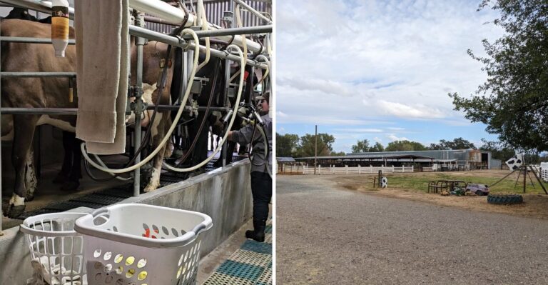 This Old-School California Dairy Bottles Raw Milk and Lets You Pet the Calves Grazing Out Back