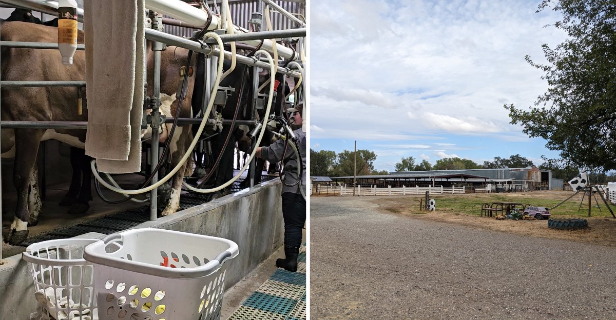 This Old-School California Dairy Bottles Raw Milk and Lets You Pet the Calves Grazing Out Back