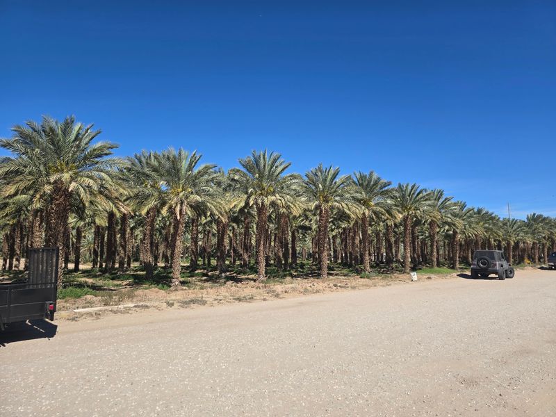A Date Farm on the Edge of Yuma