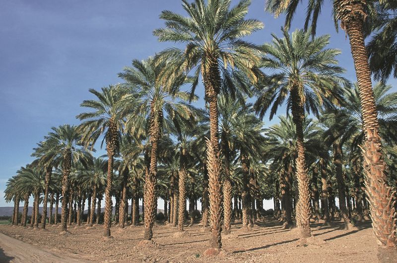 A Desert Oasis Just Off Interstate 8 A Desert Oasis Just Off Interstate 8