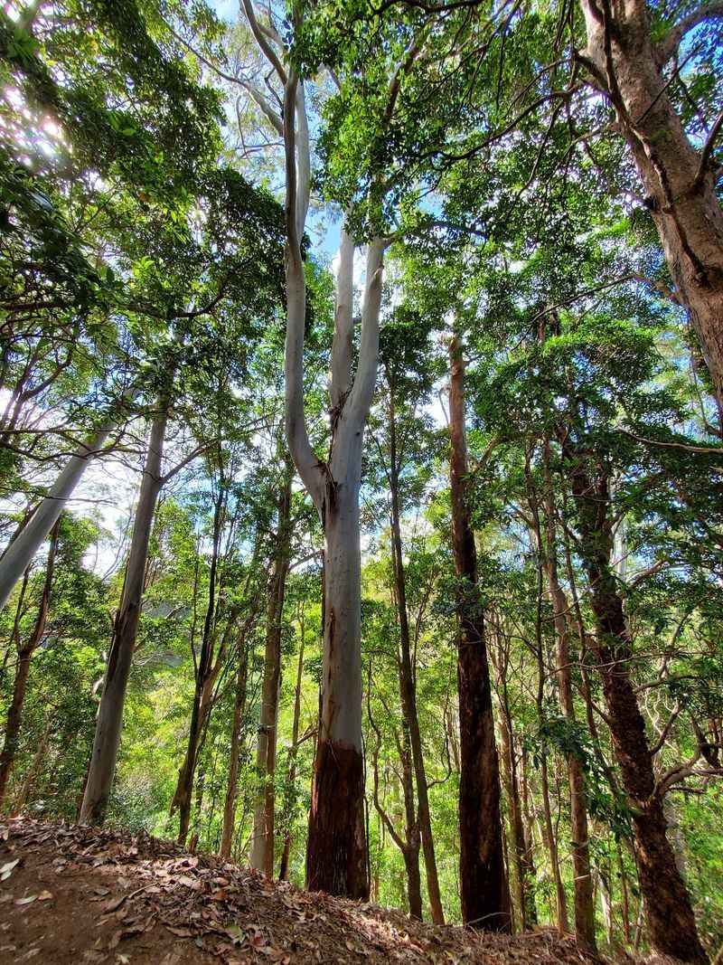 A Forest That Changes as You Walk
