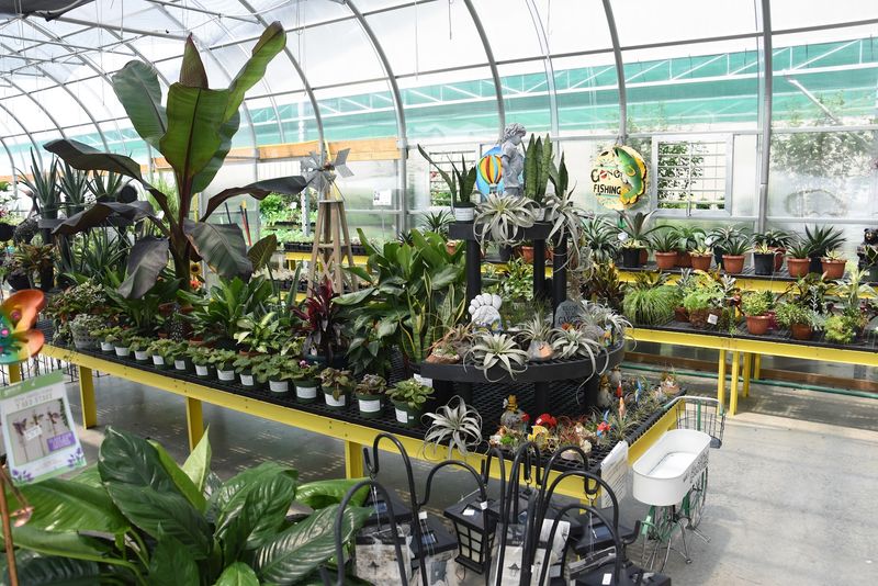A Greenhouse Bursting With Green