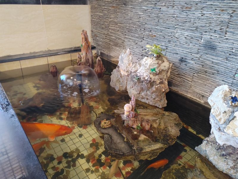 A Koi Pond Welcome and Cool Lights