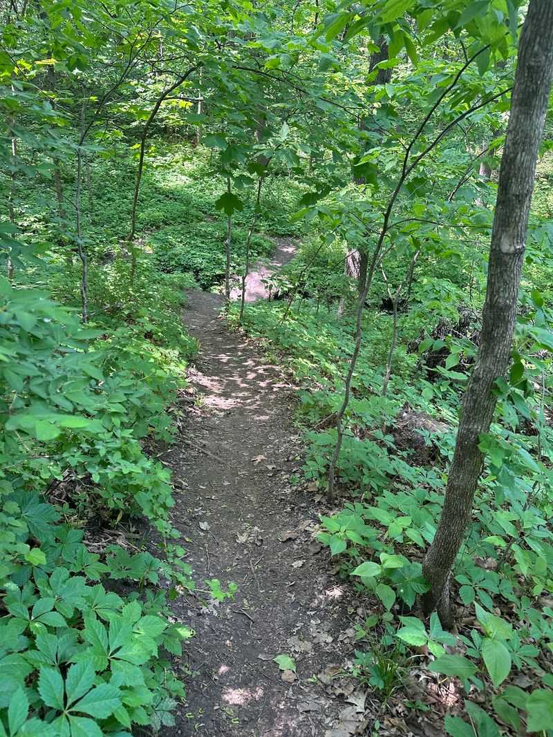 A Little Creek And Plenty Of Forest A Little Creek And Plenty Of Forest
