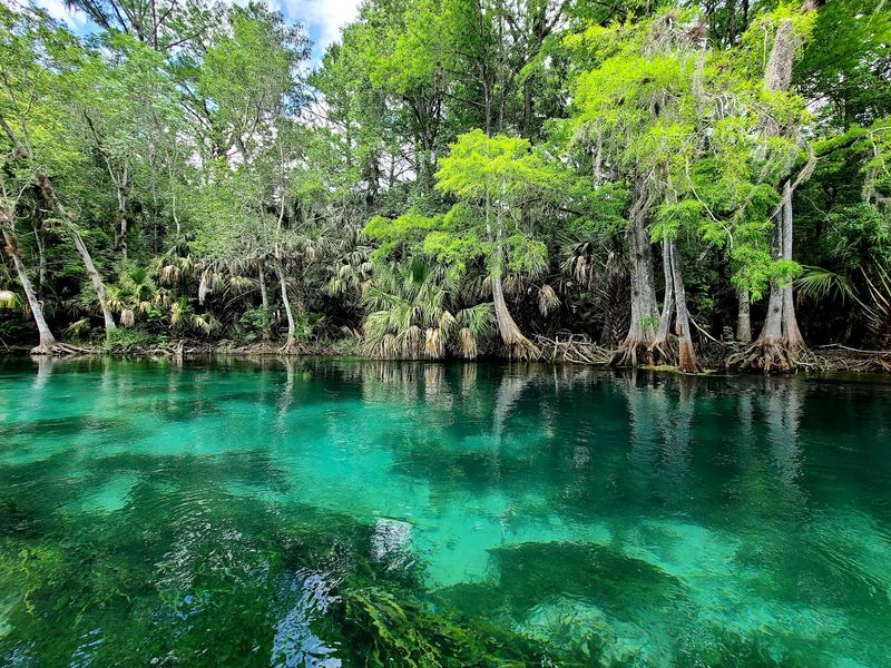 A Spring-Fed River Just Outside Ocala