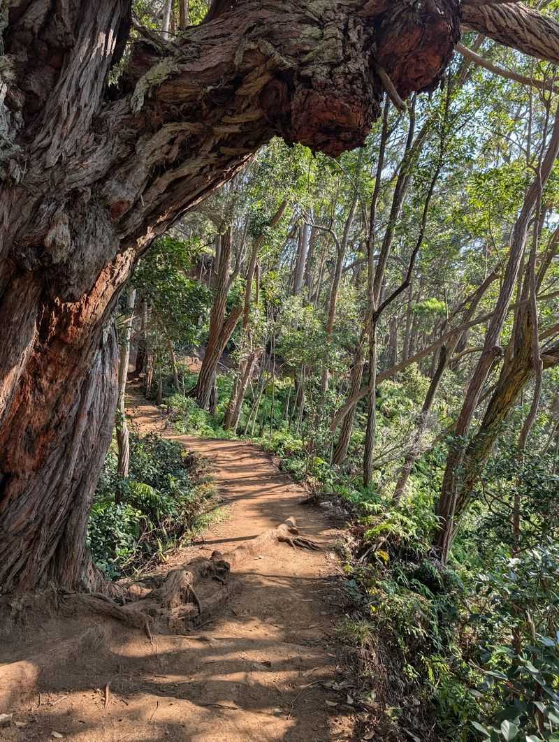 Aiea Loop Trail, the Star of the Show