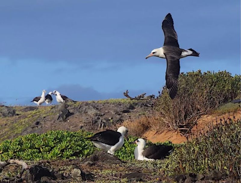 Albatross Soaring Above The Nesting Grounds Albatross Soaring Above The Nesting Grounds