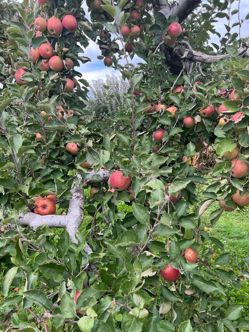 Apples by the Bag Apples by the Bag