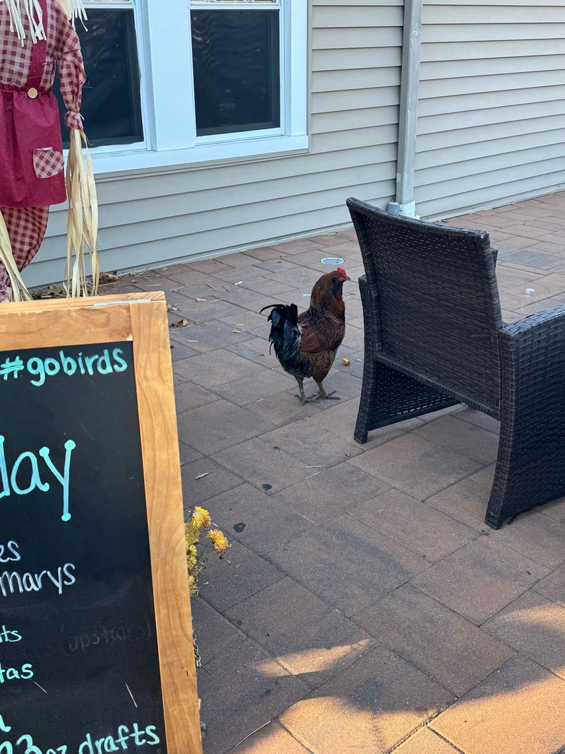 Bald Eagles, Roaming Chickens, and a Waterside Deck