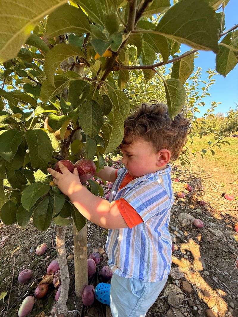 Beardsley's Cider Mill & Orchard, Shelton, CT
