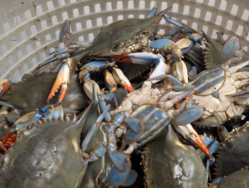 Blue Crabs Picked to Order