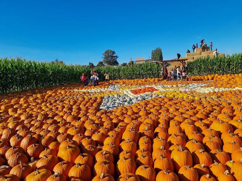 Bob's Corn & Pumpkin Farm, Snohomish, WA