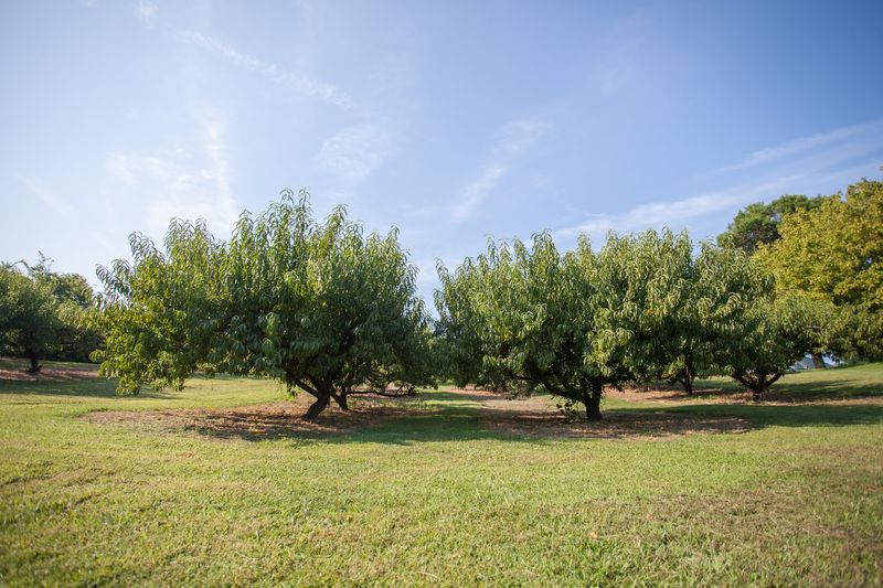 Breeden's Orchard, Mt. Juliet, TN Breeden's Orchard, Mt. Juliet, TN