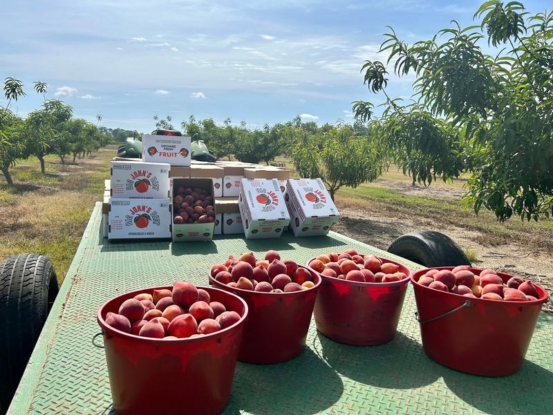 Burton Brooks Orchard, Barney, GA