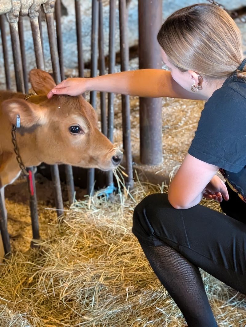 Calves, Chickens, and Barnyard Friends