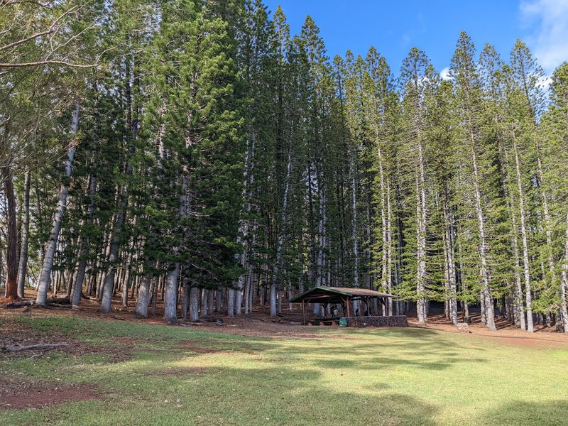 Camping Under the Trees