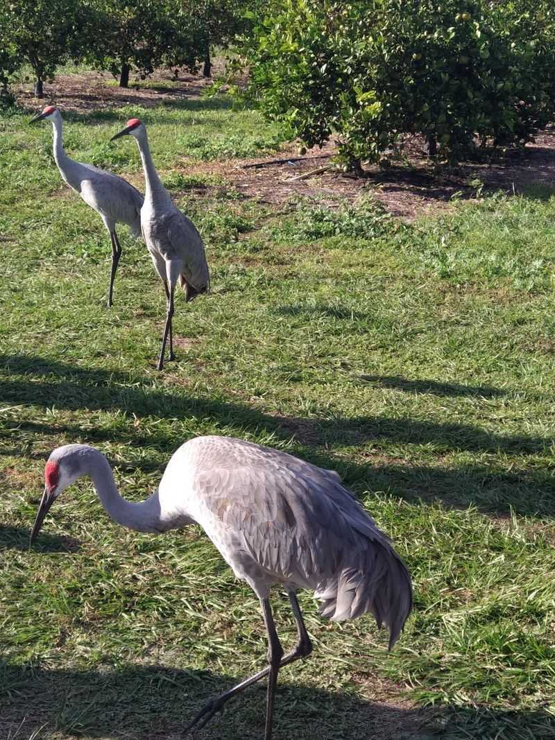 Capybaras, Kangaroos and Lemurs