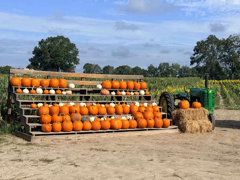 CornDodgers Farm, Headland, AL