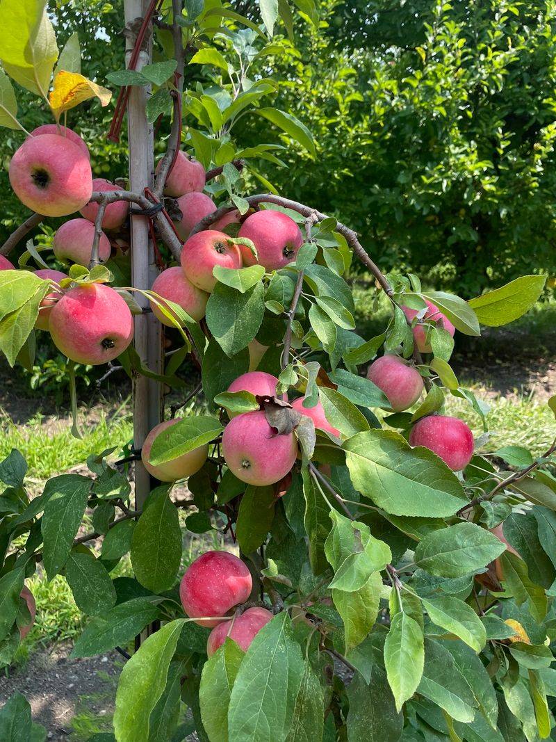 Country Mill Farms, Bakery, Orchard & Cider Mill, Charlotte, MI