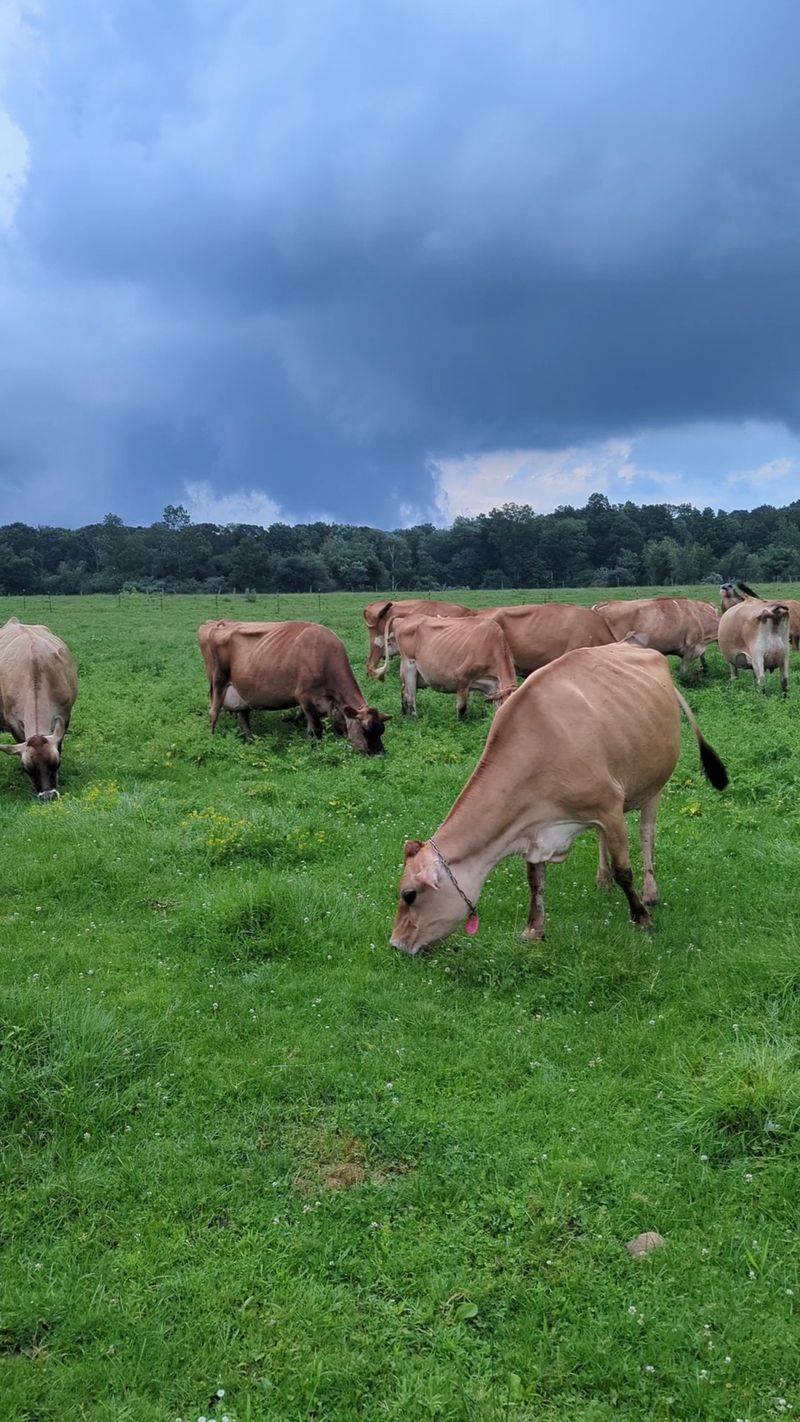 Cows That Actually Roam