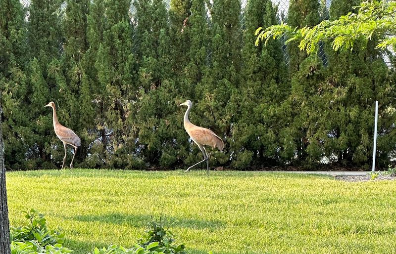Cranes, Ponds and Spacious Grounds