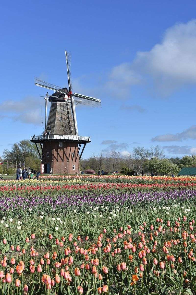 De Zwaan, the Star of the Show