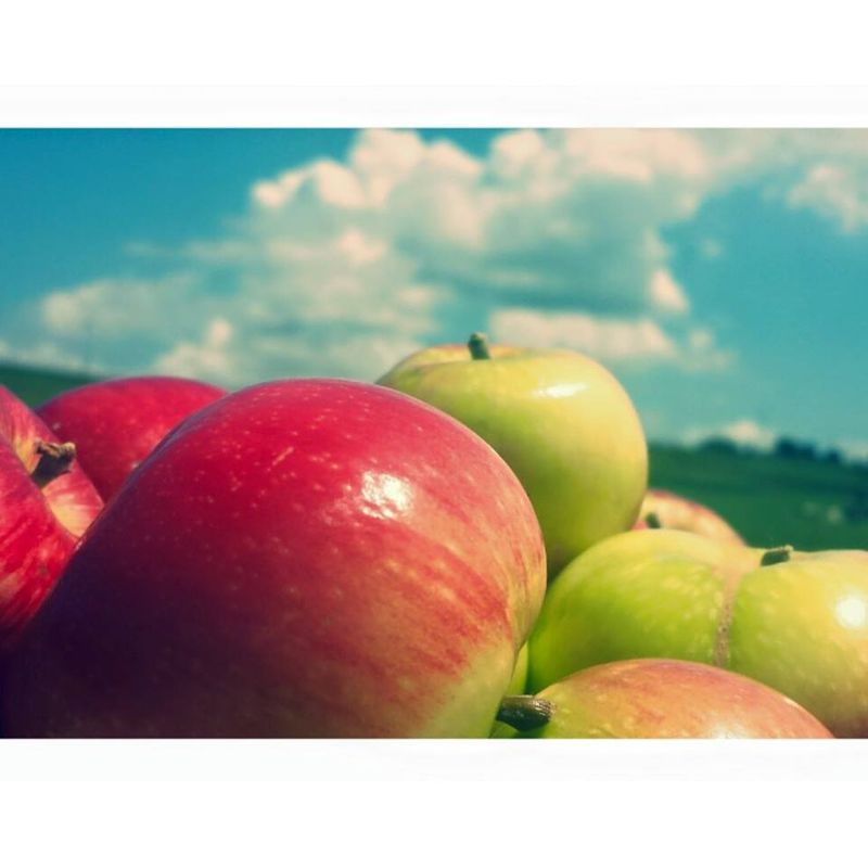 Ditmars Orchard & Vineyard, Council Bluffs, IA