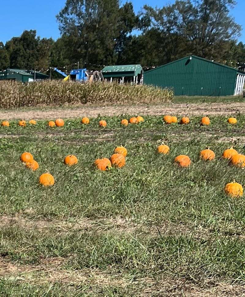 Down On the Farm, Rainsville, AL