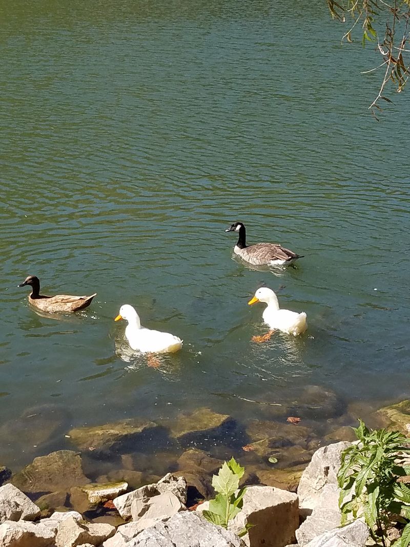 Ducks, Geese, and Feathered Neighbors