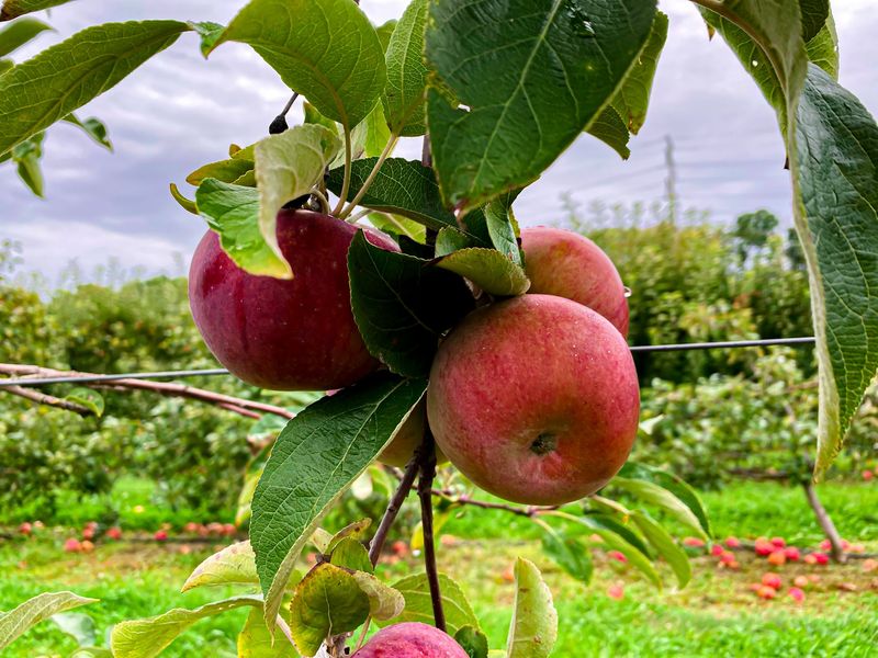 Easy Pickin's Orchard, Enfield, CT