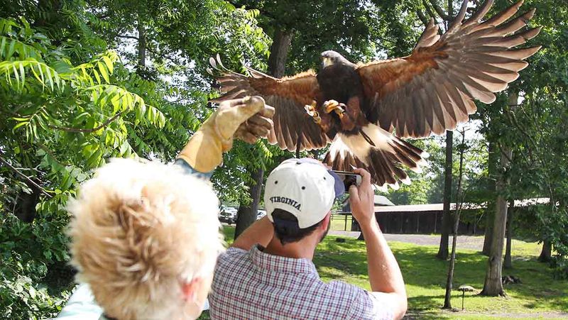 Falcons, Arrows, and Saddles