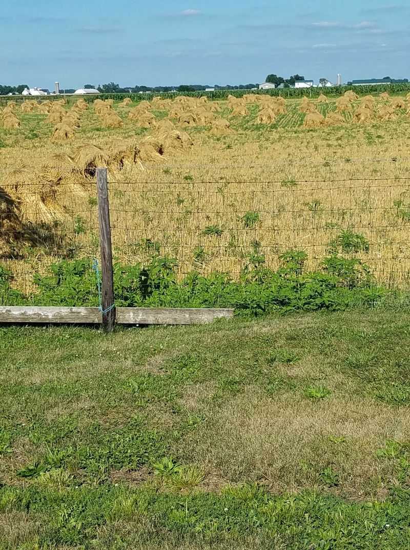 Farmland as Far as the Eye Can Wander