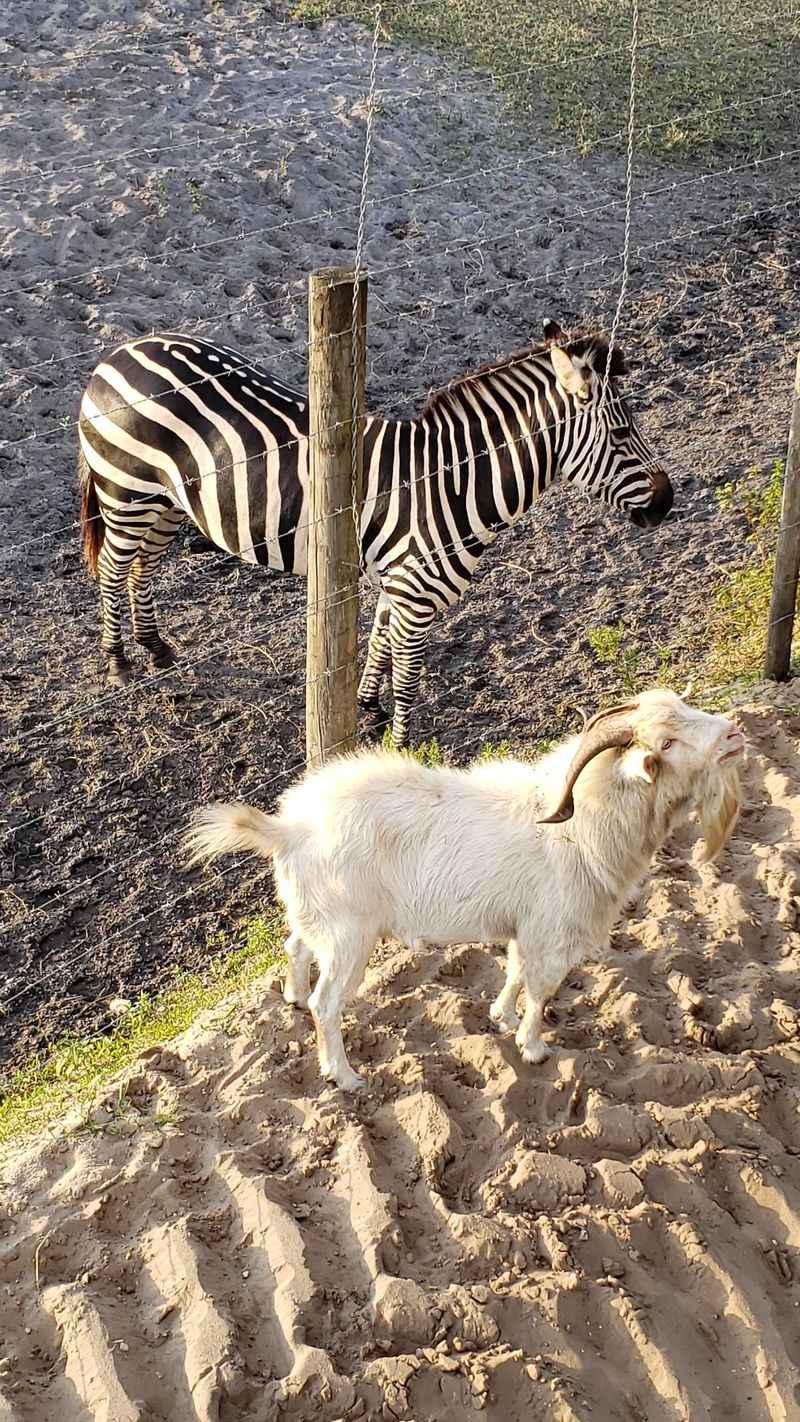 Feed Buckets and Friendly Goats