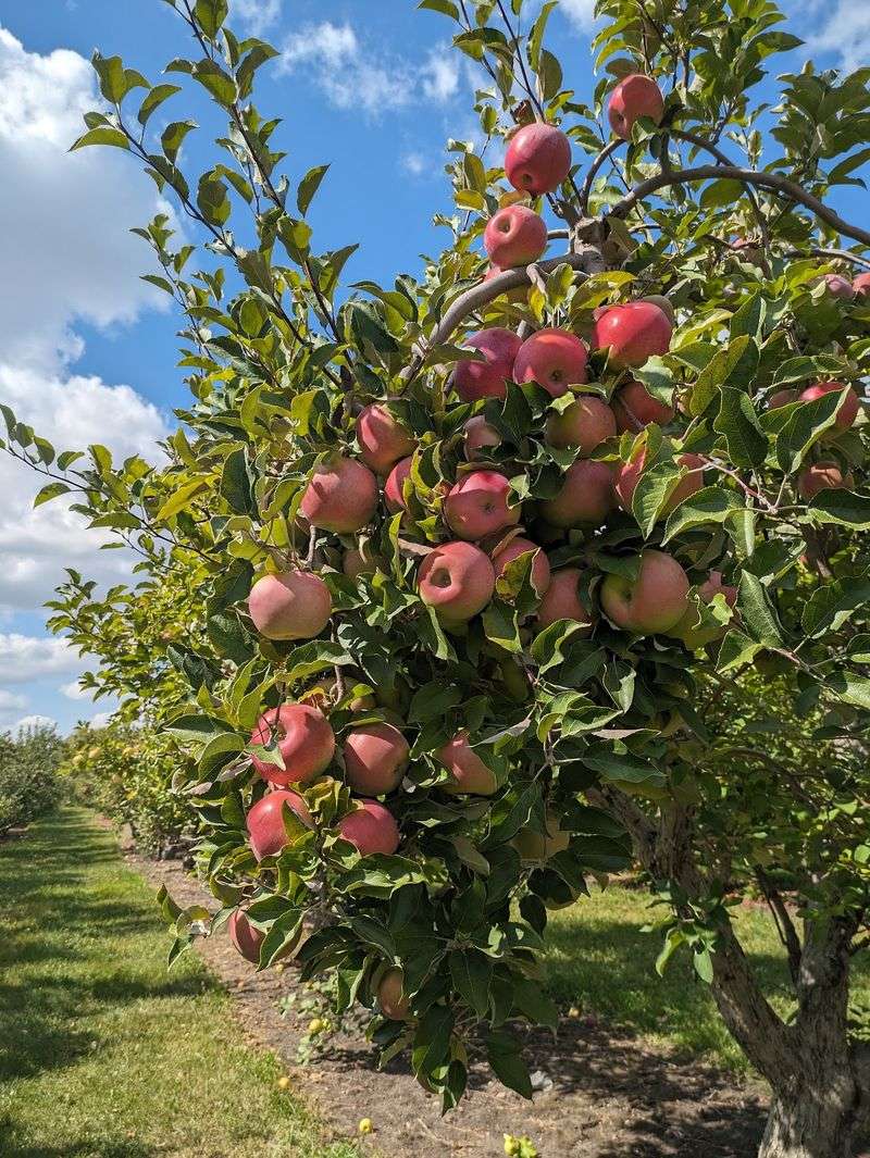 Ferguson’s Minnesota Harvest, Jordan, MN