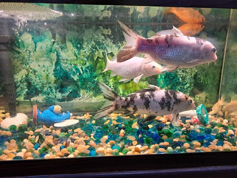 Foam Plates, Koi Tanks, and Zero Pretense