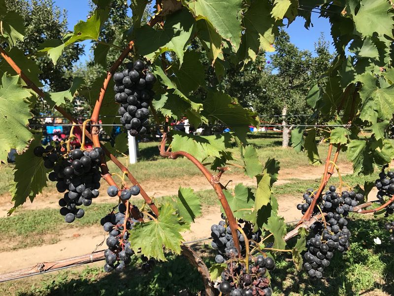 From Farm Stand To Vineyard From Farm Stand To Vineyard
