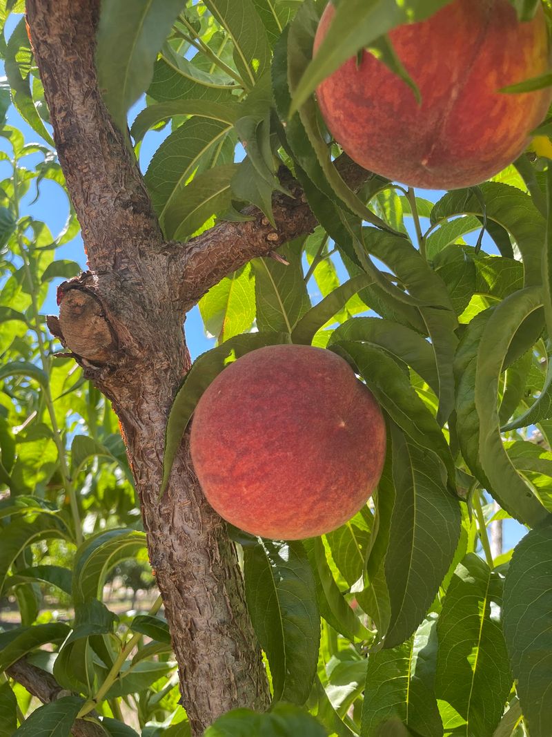 Fruit Basket Orchards, Grand Junction, CO