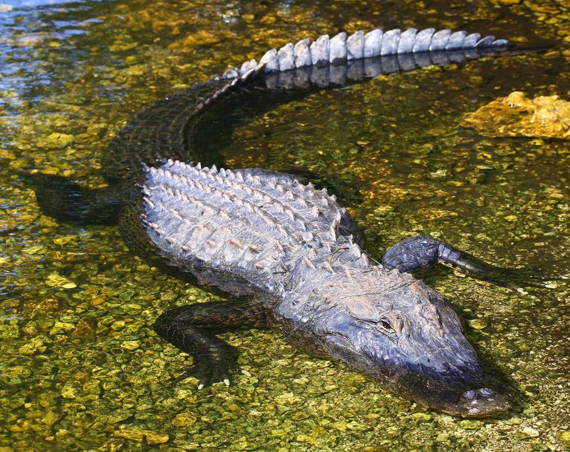 Gator Spotting Without the Airboat