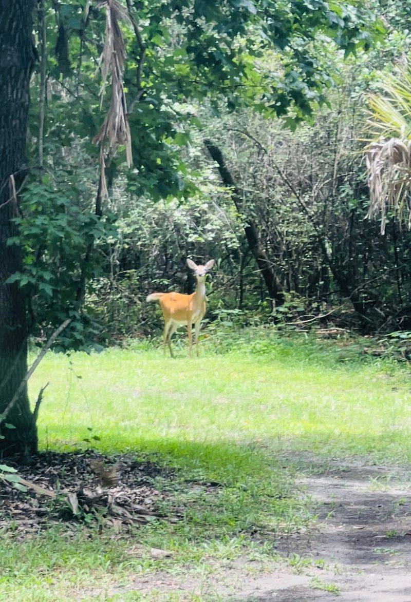 Gators, Deer, and Turtles Gators, Deer, and Turtles