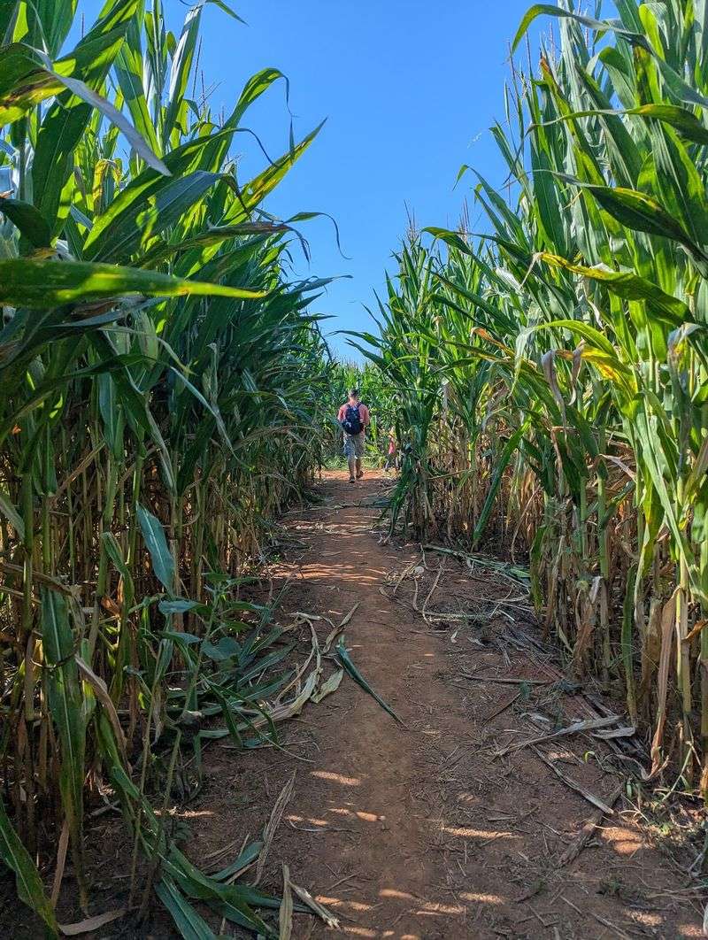 Getting Lost in the Corn Maze Getting Lost in the Corn Maze