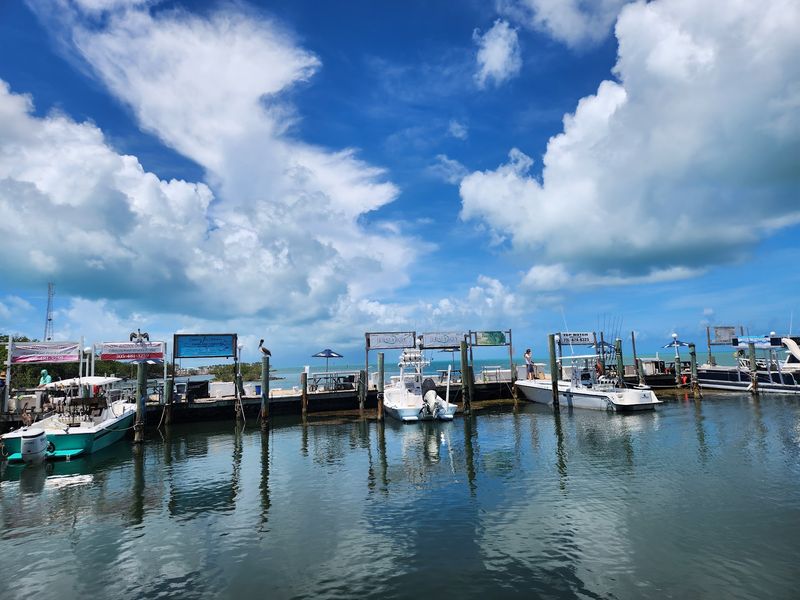 Giant Tarpon at the Docks