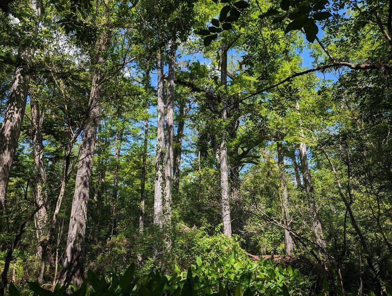 Giants of the Old Growth Forest