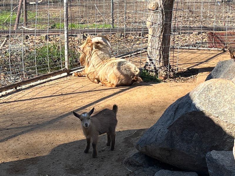 Goats, Burros, and Barnyard Friends