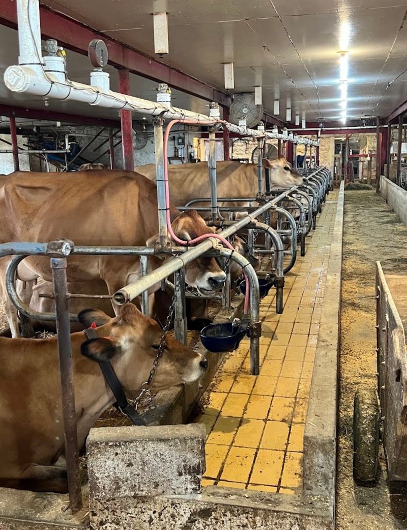 Goats, Calves, and Barn Time Goats, Calves, and Barn Time